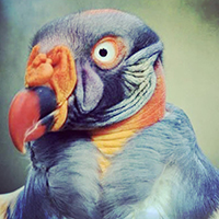 King Vulture, Sue200.jpg